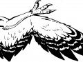 WHDLST 1 Foxbird wing profile.JPG